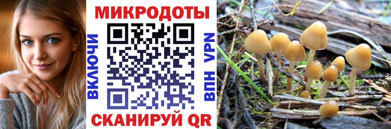 Галлюциногенные грибы Psilocybine cubensis  Жердевка 